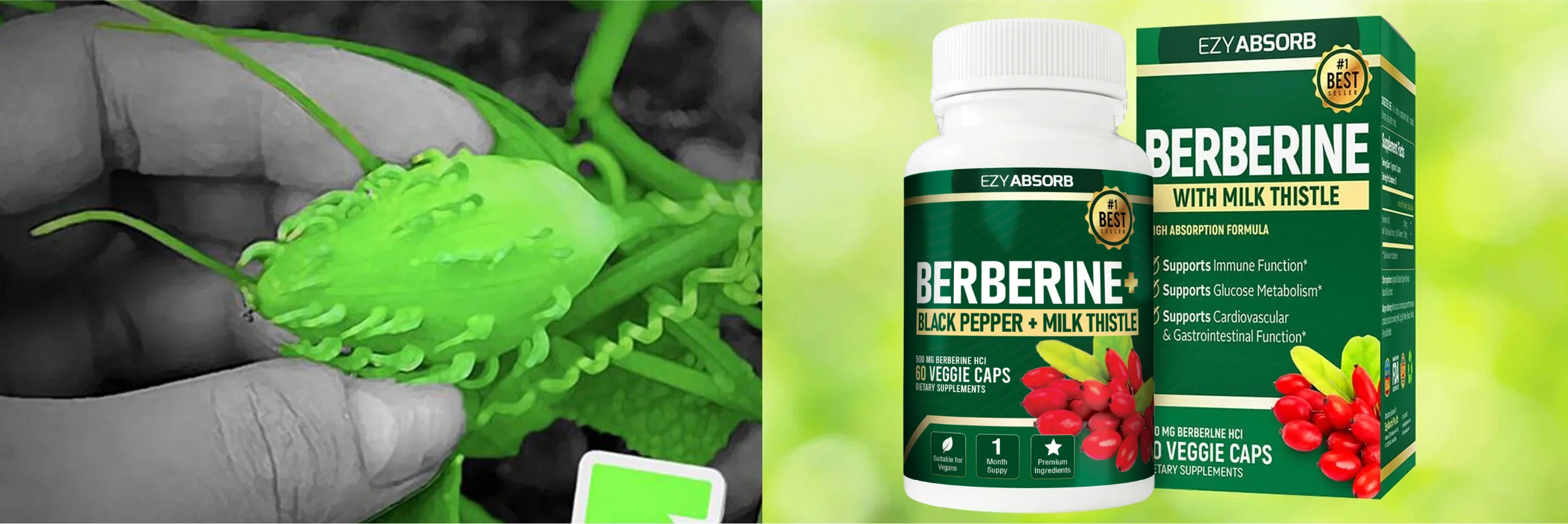 Balance Blood Sugar with Berberine