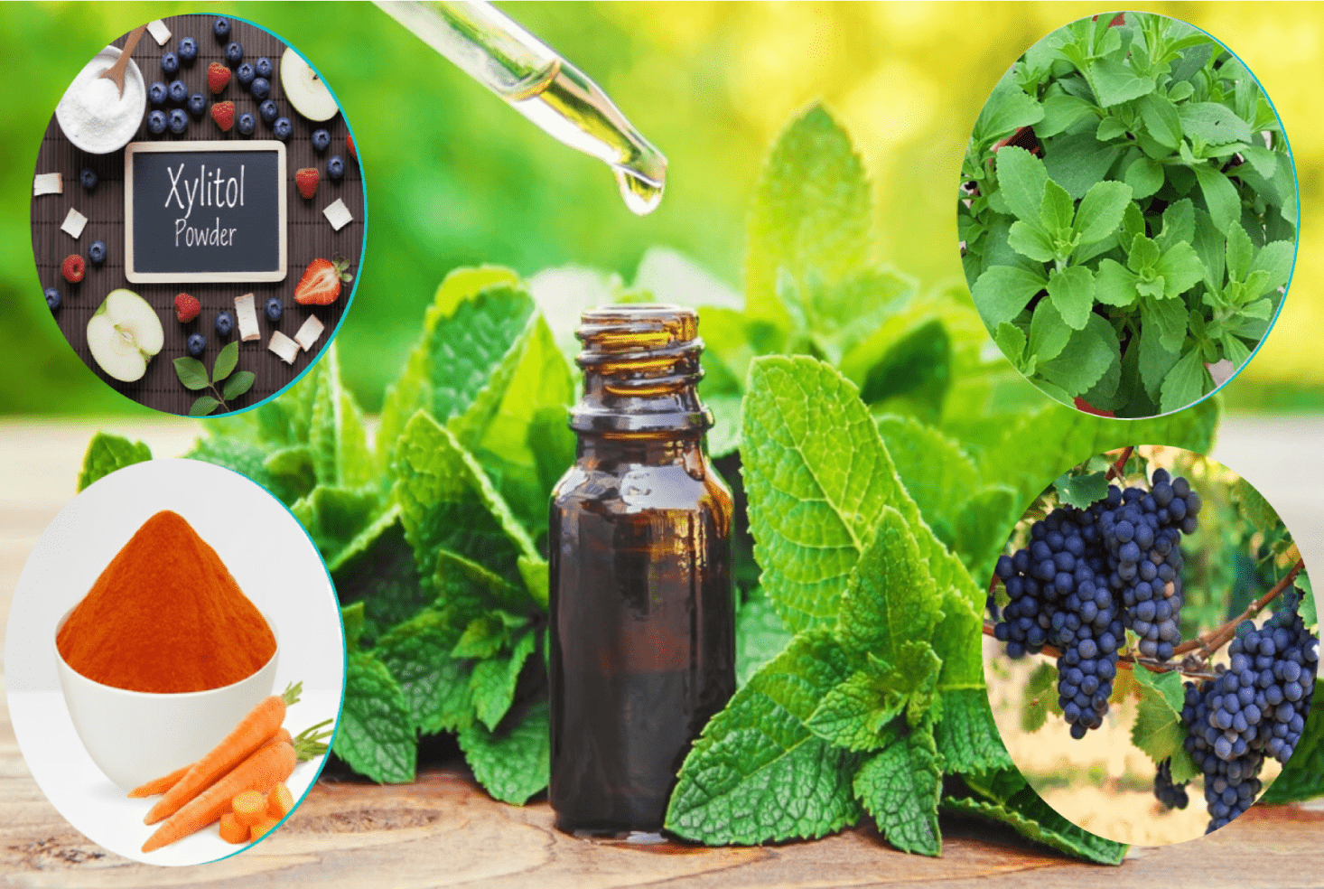 Biodentex Oral Health Supplement Benefits and Ingredients